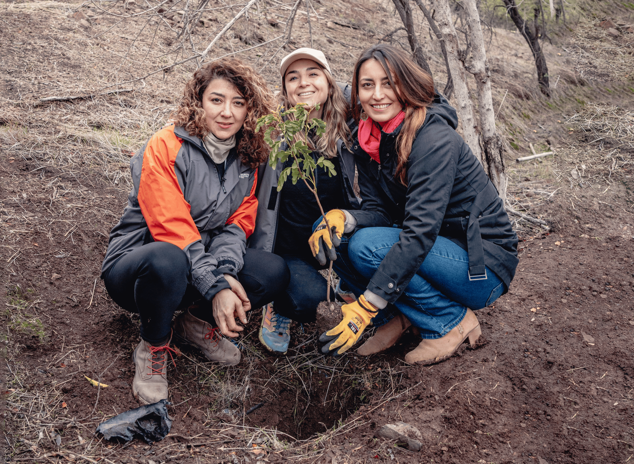 three of our chilean team members planting a sapling into the ground - about us - mainstream renewable power